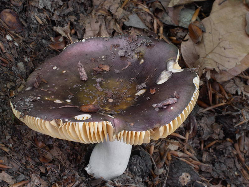 Russula alutacea Russula alutacea